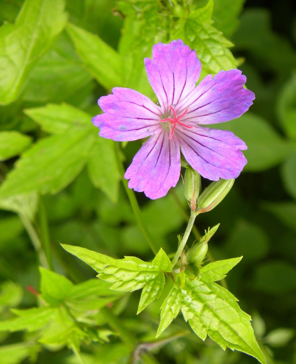 Geranium ... nodosum